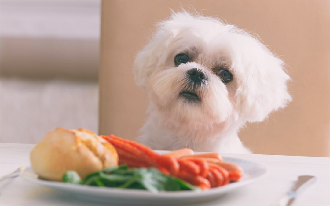 Alimentos prohibidos para tu perro
